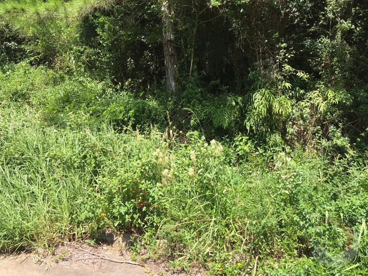 Terreno para venda em Itacorubi com 722 m² — foto principal