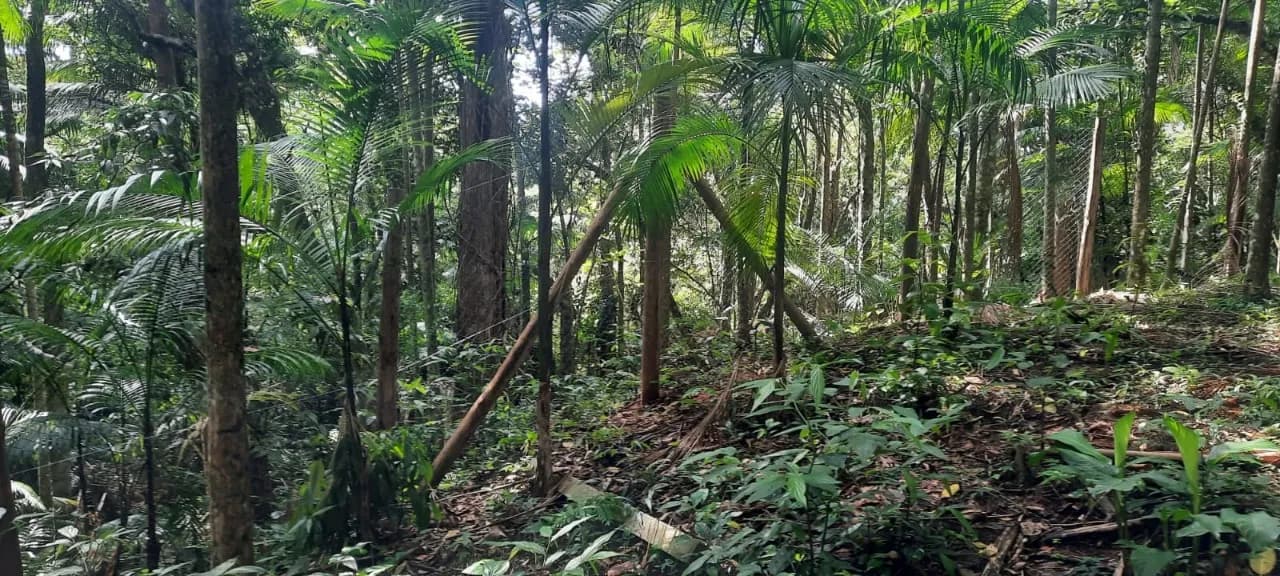 Terreno para venda em Pântano Do Sul com 4320 m² — foto 2