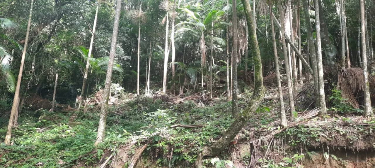 Terreno para venda em Pântano Do Sul com 4320 m² — foto 4