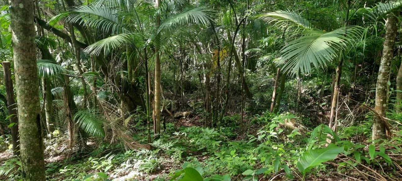 Terreno para venda em Pântano Do Sul com 4320 m² — foto 5
