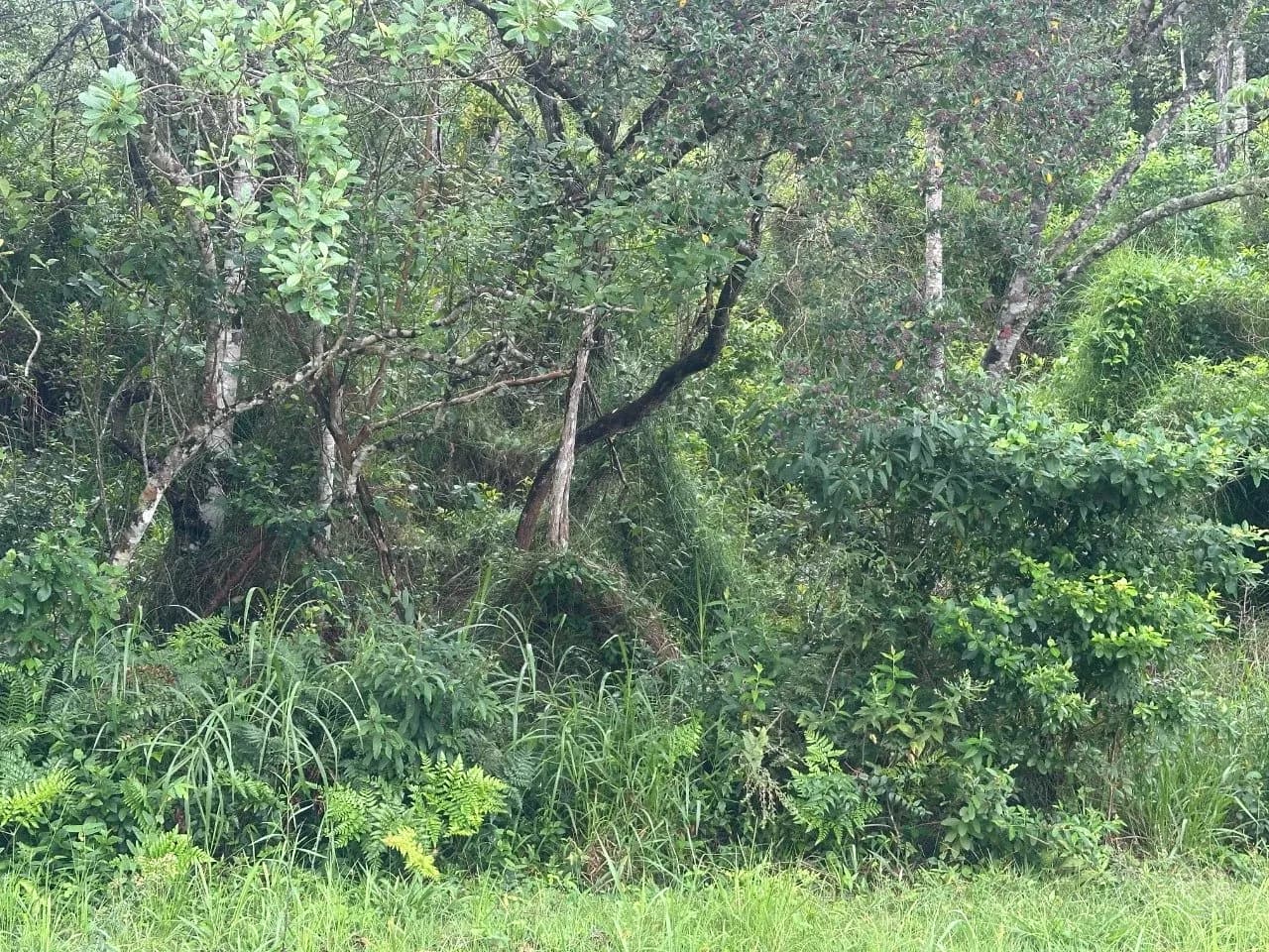 Terreno para venda em Joao Paulo com 1675 m² — foto 4