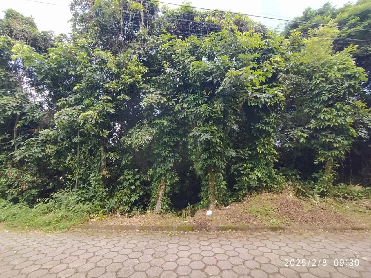 Terreno para venda em Ribeirão da Ilha com 598 m² — foto 3