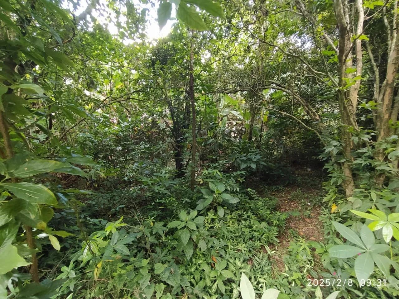 Terreno para venda em Ribeirão da Ilha com 598 m² — foto 5
