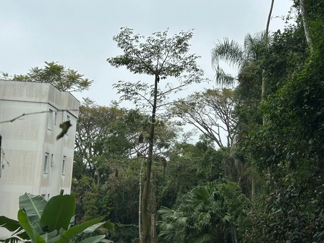 Terreno para venda em Coqueiros com 322 m² — foto 3