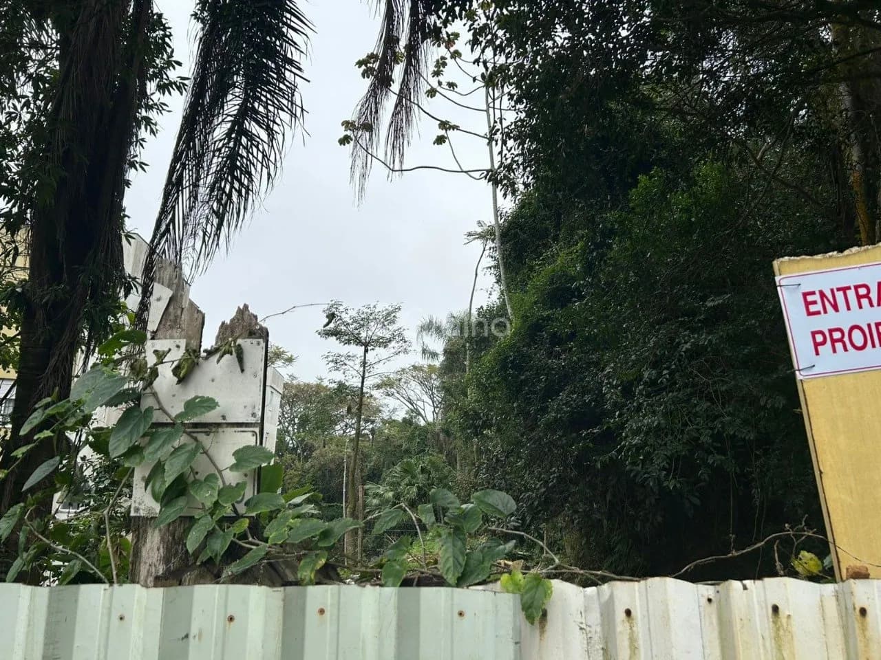 Terreno para venda em Coqueiros com 322 m² — foto 5