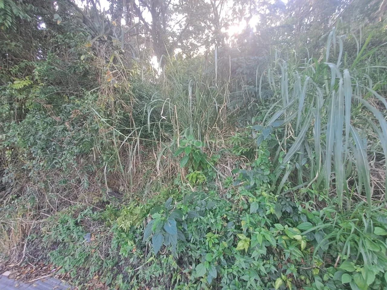 Terreno para venda em Lagoa Da Conceição com 6991 m² — foto 2