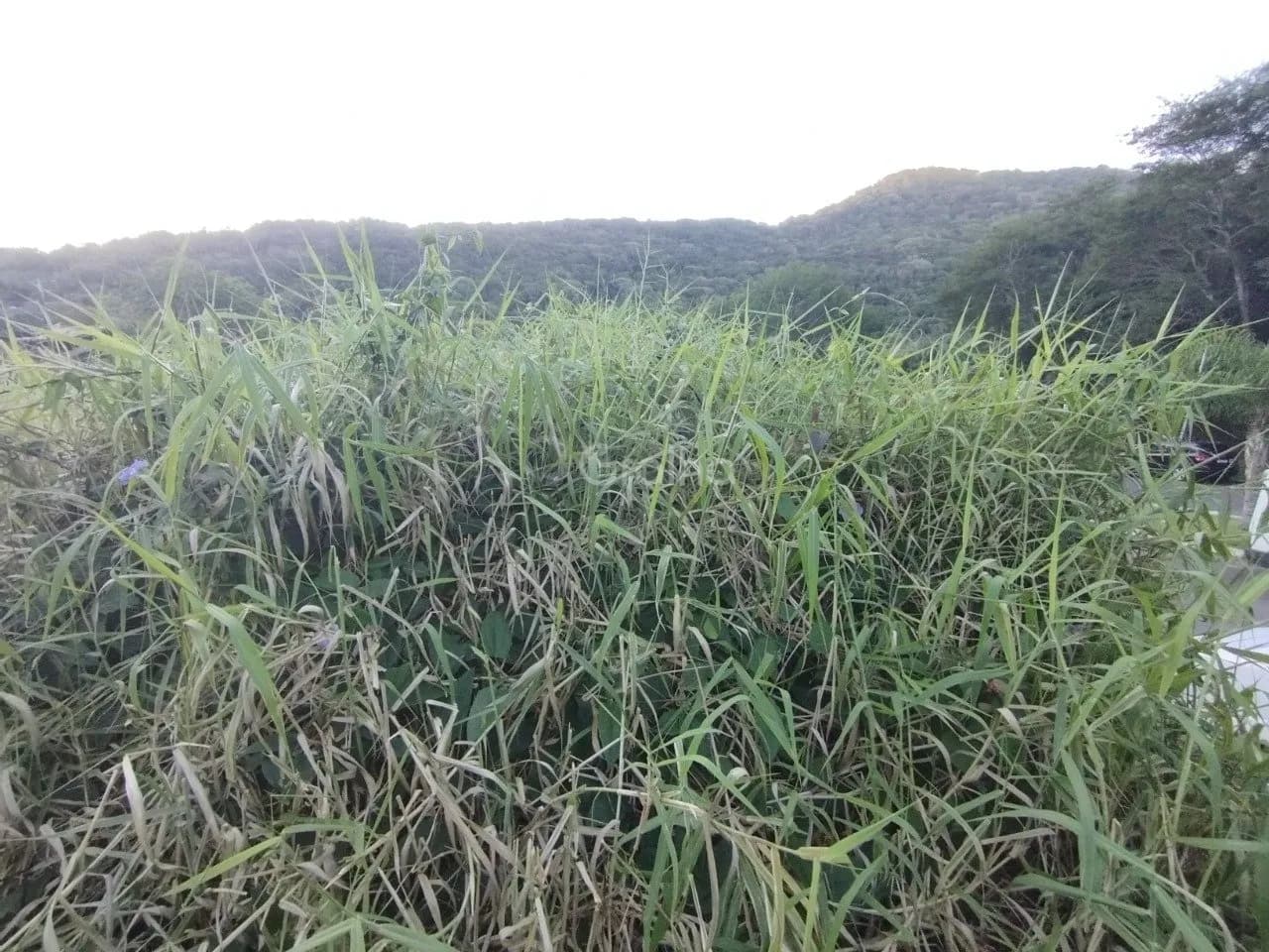 Terreno para venda em Lagoa Da Conceição com 573 m² — foto 2