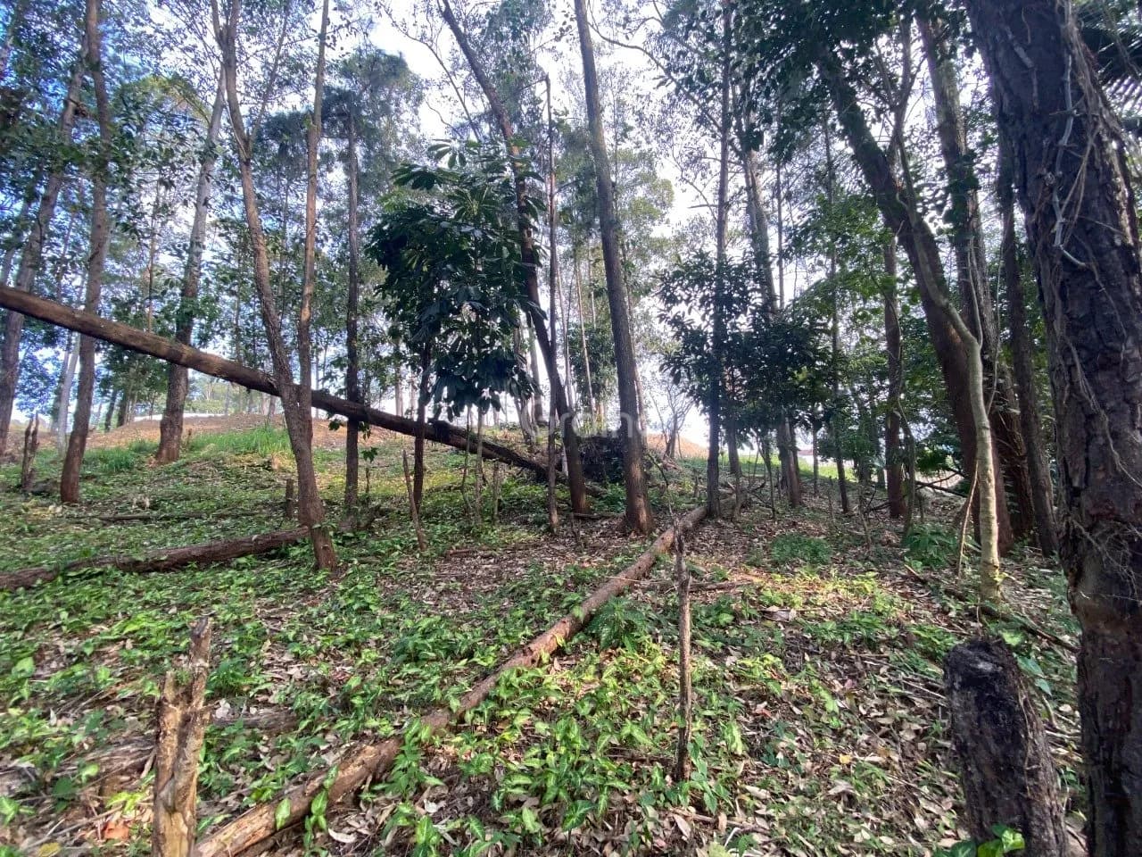 Terreno para venda em Pantanal com 1500 m² — foto 4