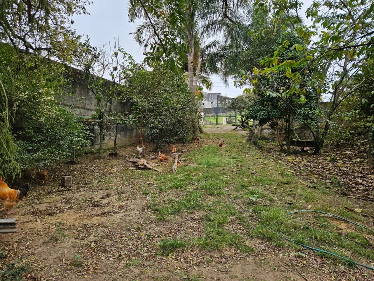 Terreno para venda em Picadas Do Sul com 6397 m² — foto 2