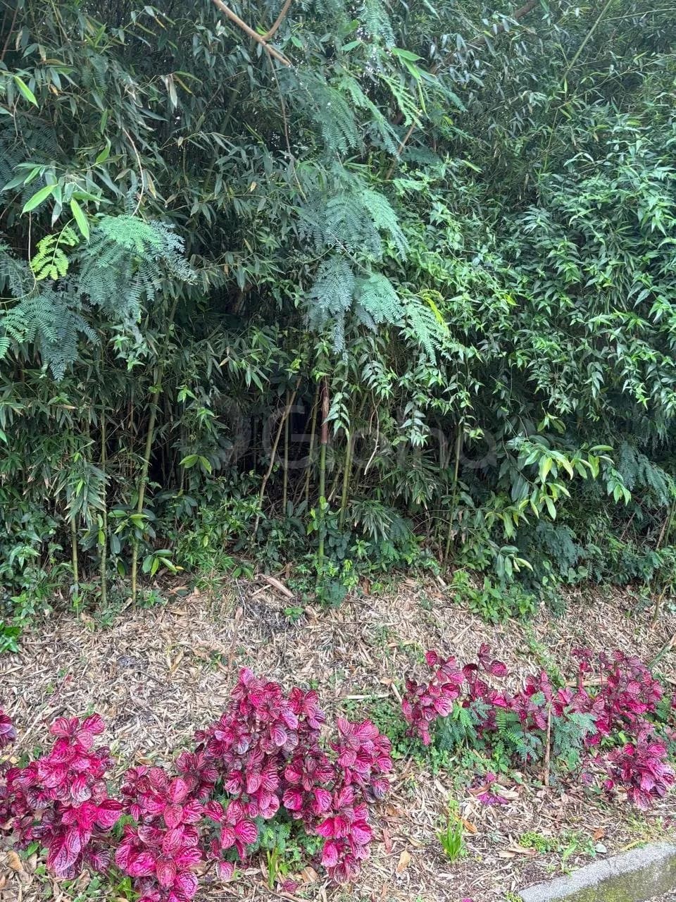 Terreno para venda em Trindade com 417 m² — foto 2