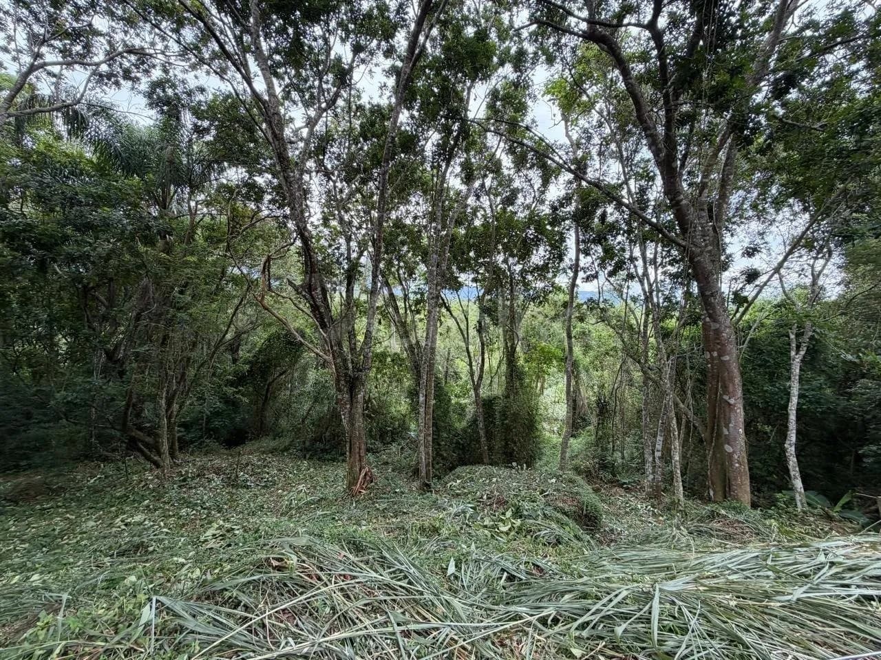 Terreno para venda em Canasvieiras com 4800 m² — foto principal