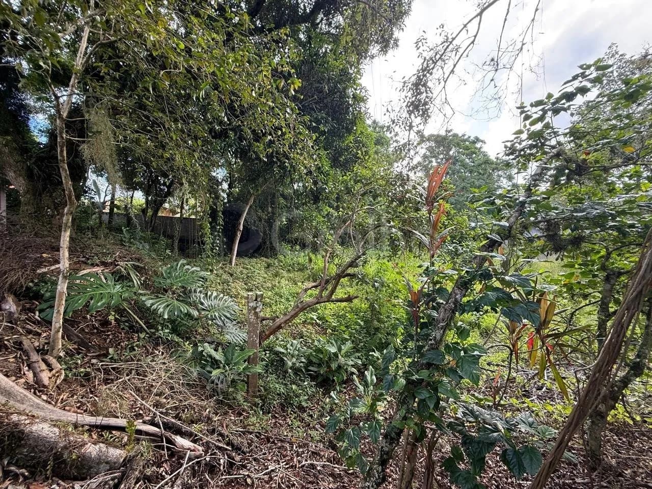 Terreno para venda em MONTE VERDE com 12804 m² — foto 4