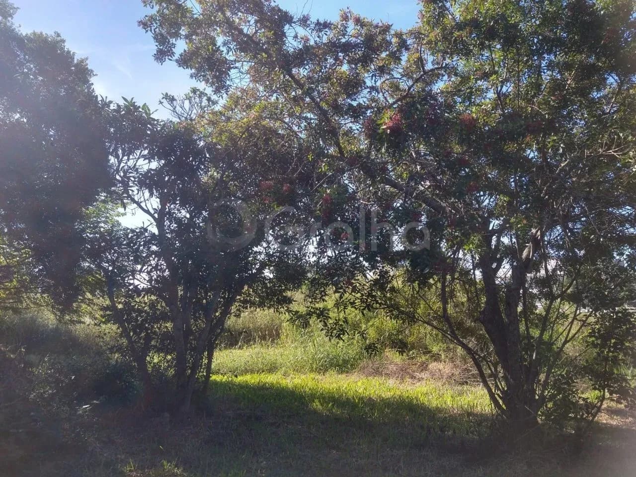 Terreno para venda em Ingleses com 20300 m² — foto 2