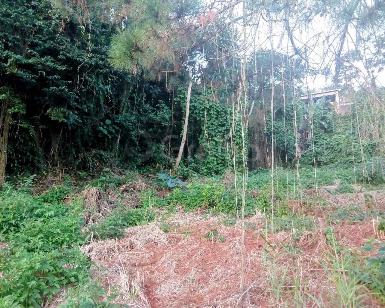 Terreno para venda em Forquilhinha com 541 m² — foto principal